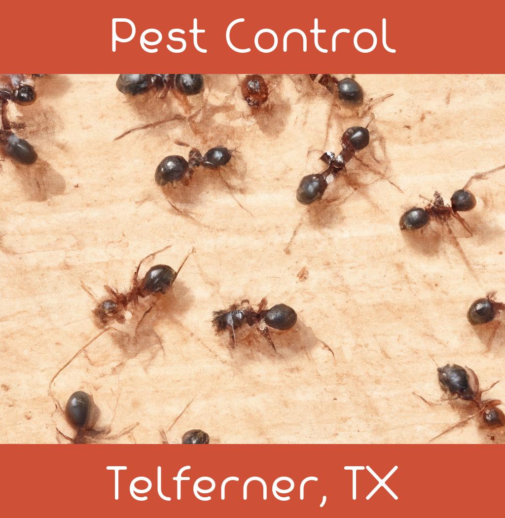 pest control in Telferner Texas