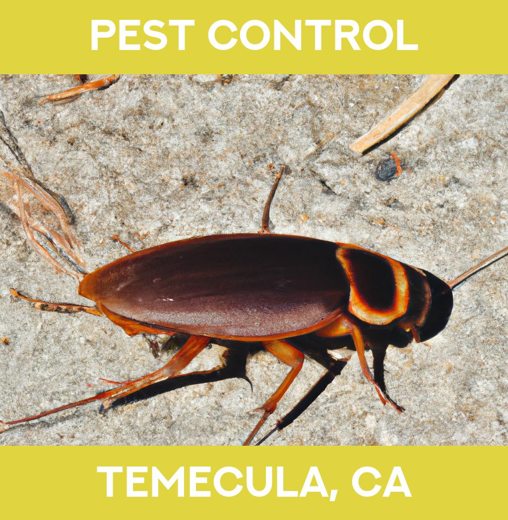 pest control in Temecula California