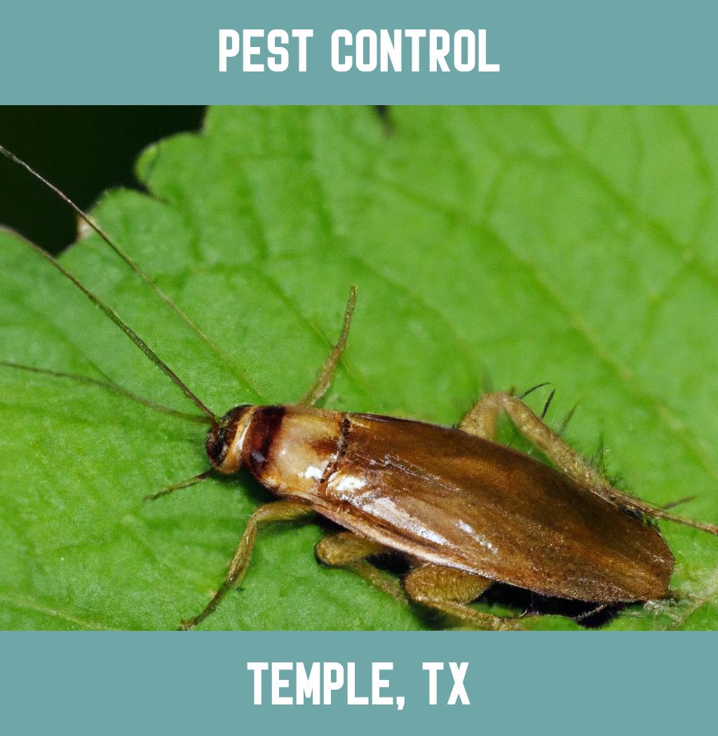 pest control in Temple Texas