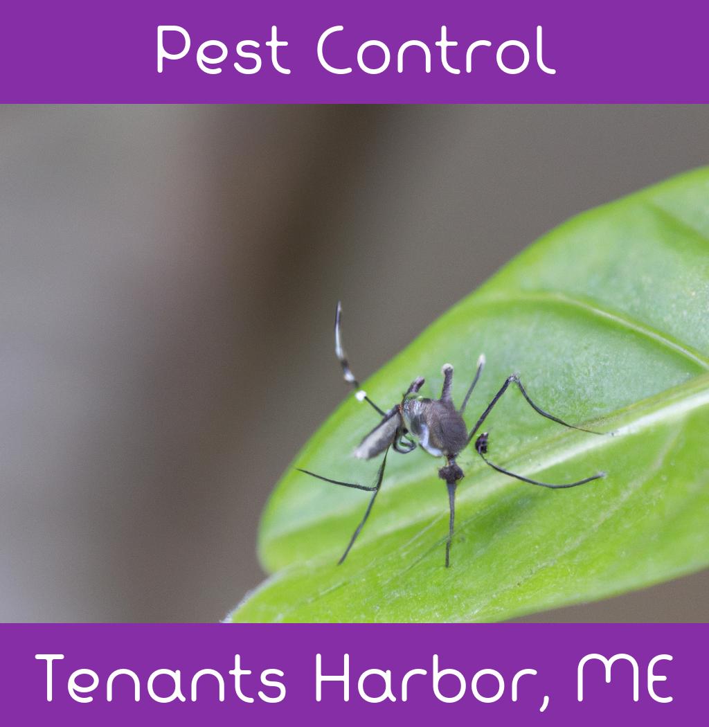 pest control in Tenants Harbor Maine