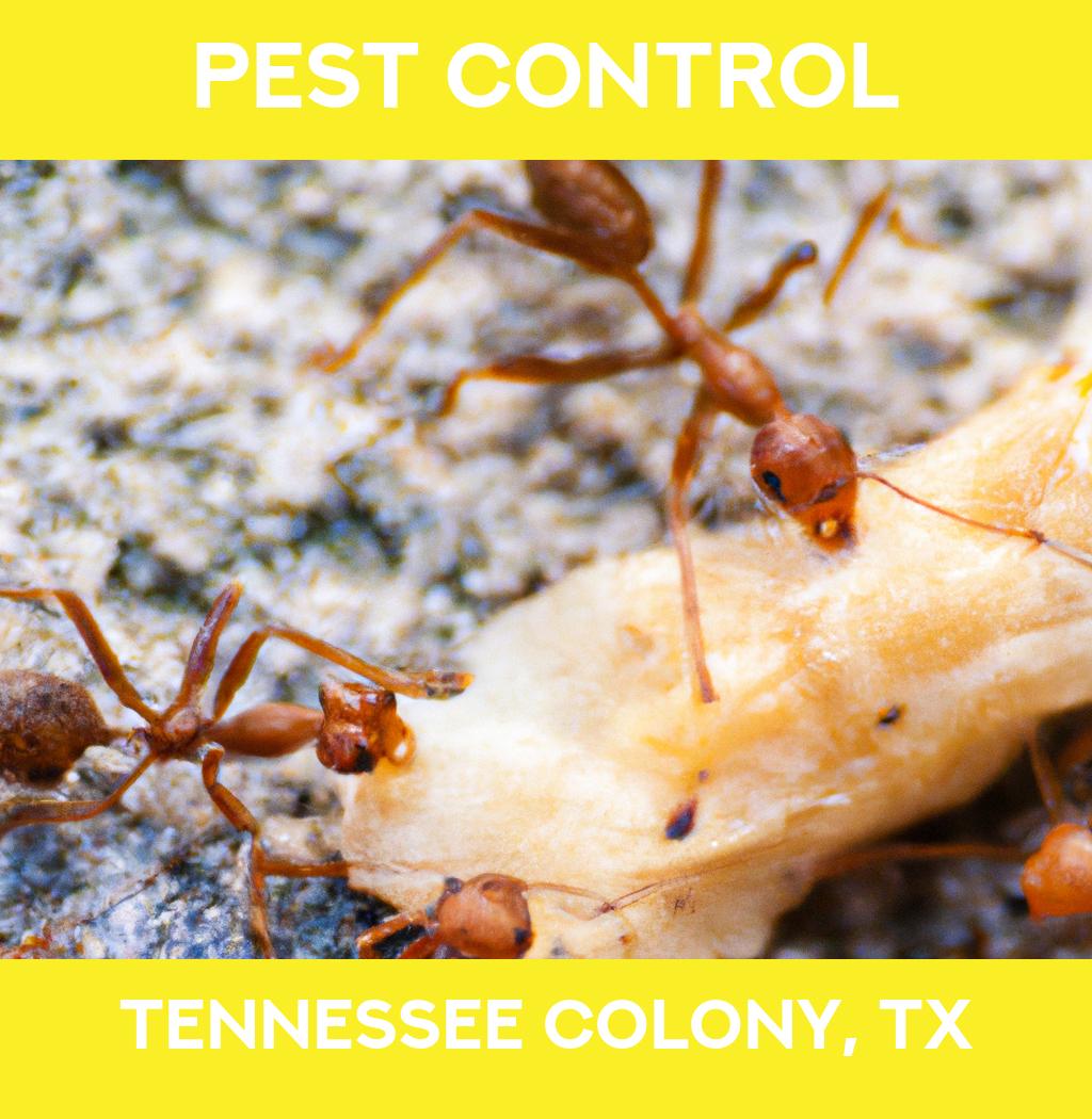 pest control in Tennessee Colony Texas