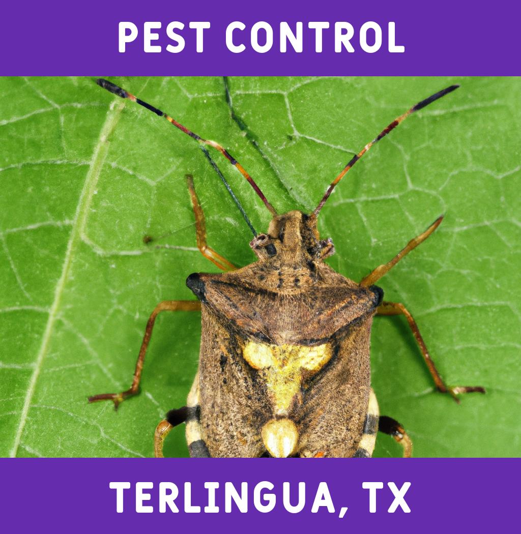 pest control in Terlingua Texas