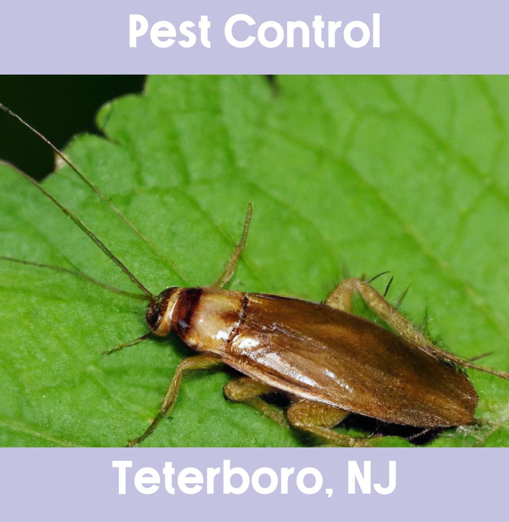 pest control in Teterboro New Jersey