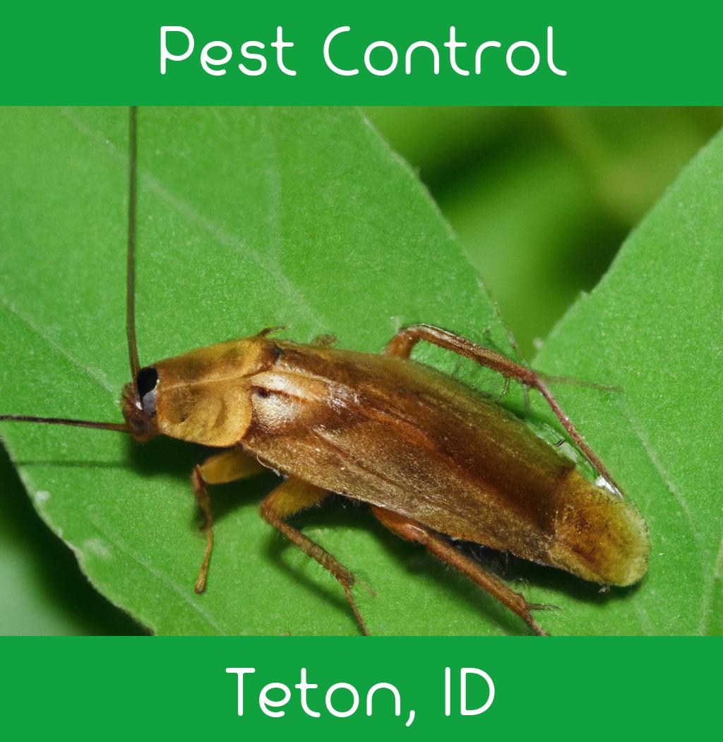 pest control in Teton Idaho