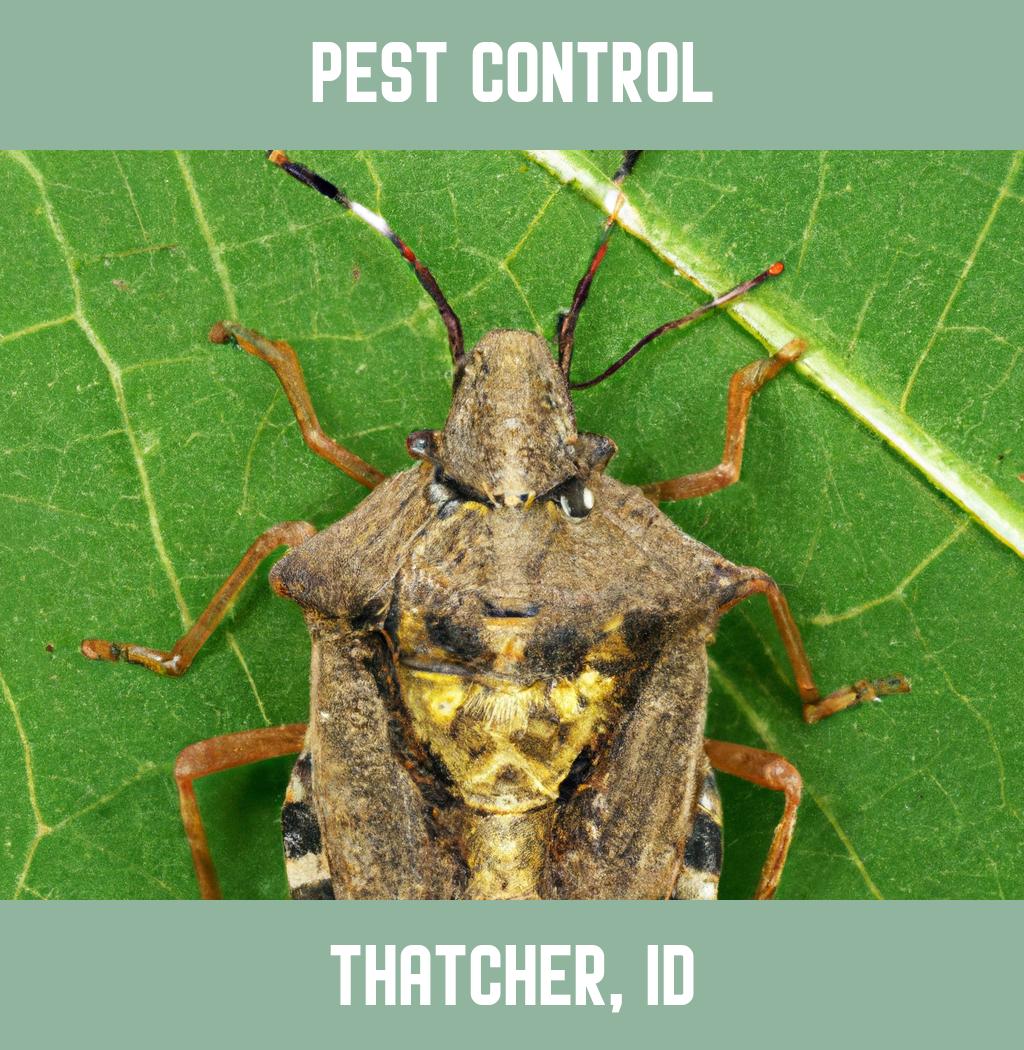 pest control in Thatcher Idaho