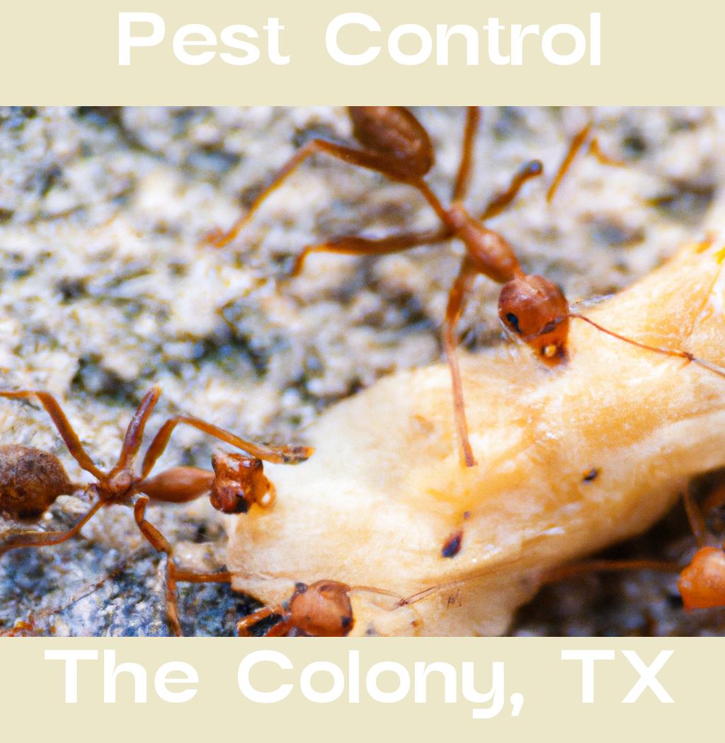 pest control in The Colony Texas