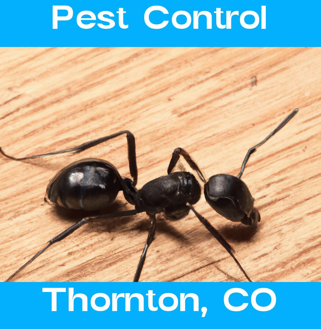 pest control in Thornton Colorado