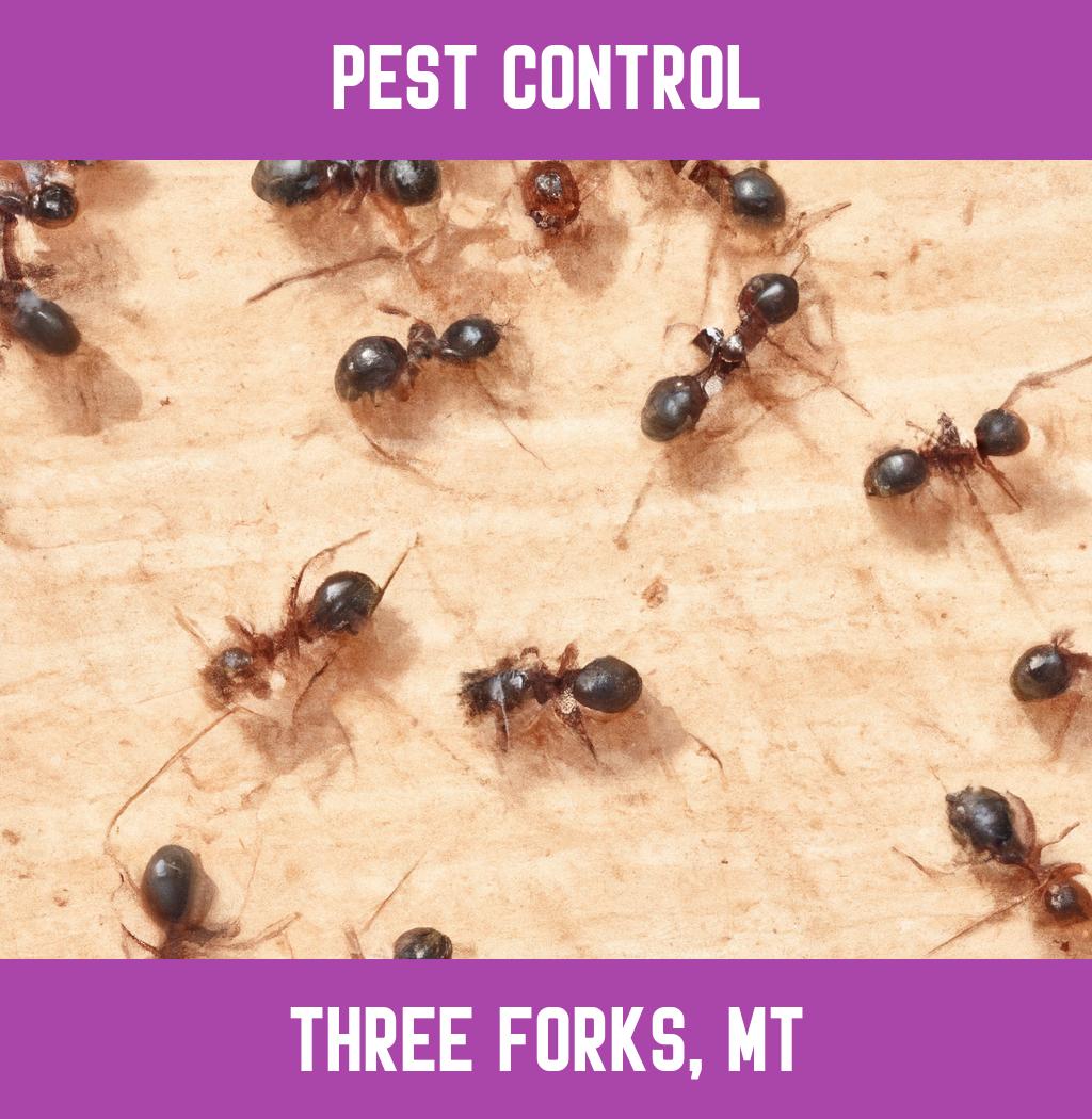 pest control in Three Forks Montana