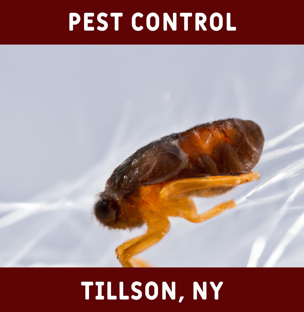pest control in Tillson New York