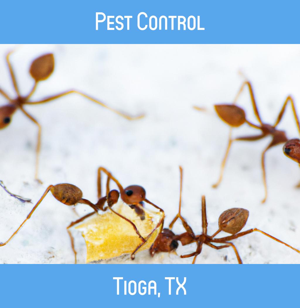 pest control in Tioga Texas
