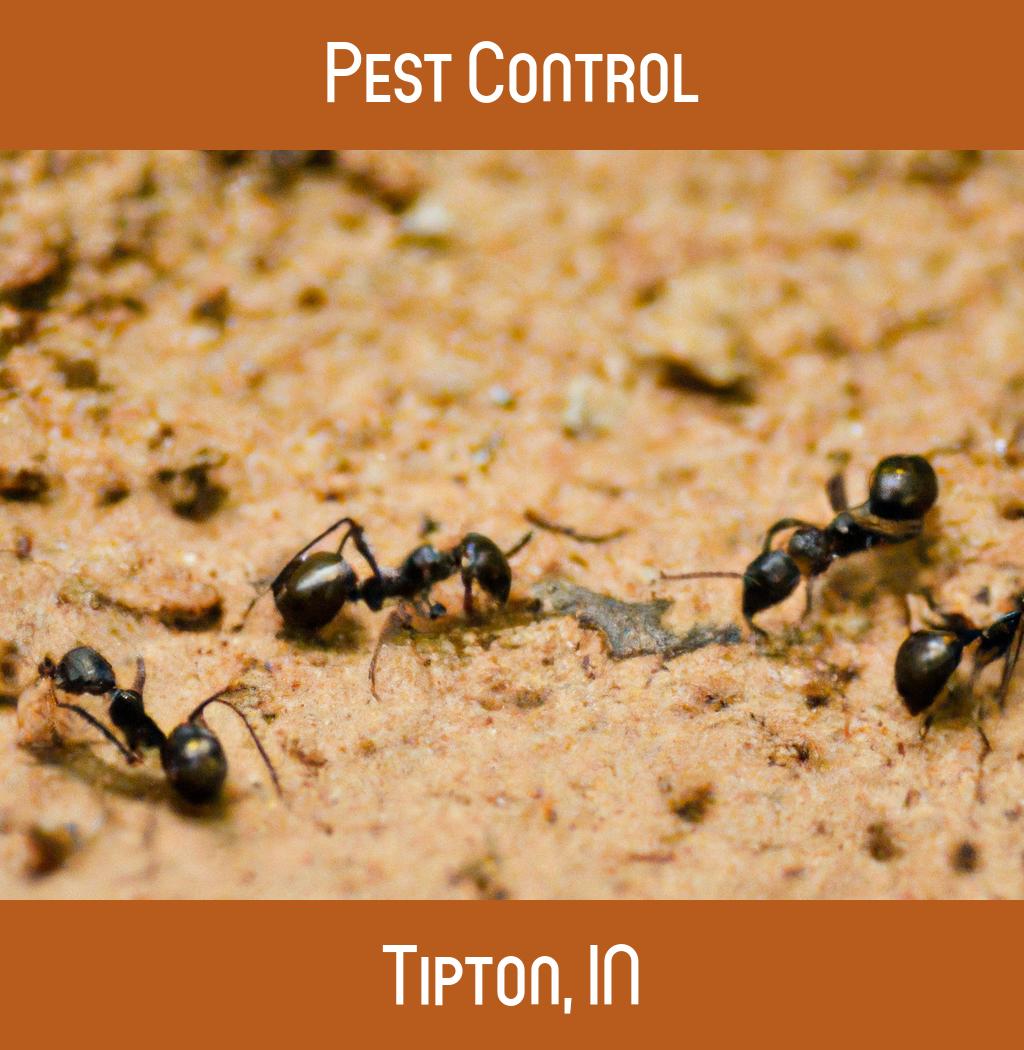 pest control in Tipton Indiana