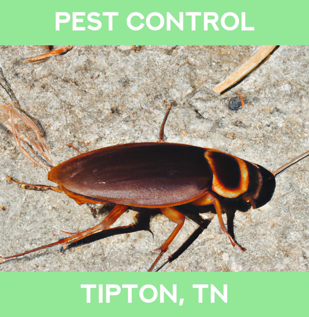 pest control in Tipton Tennessee