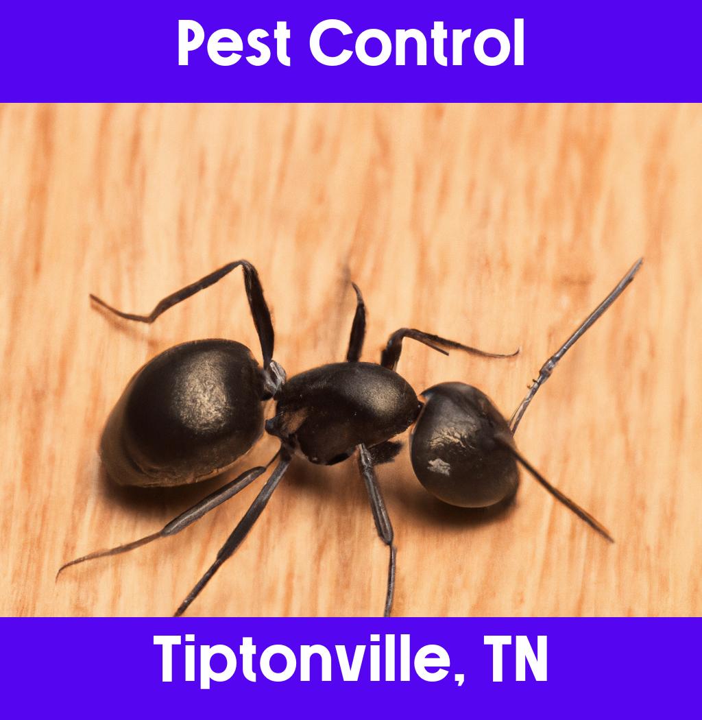 pest control in Tiptonville Tennessee
