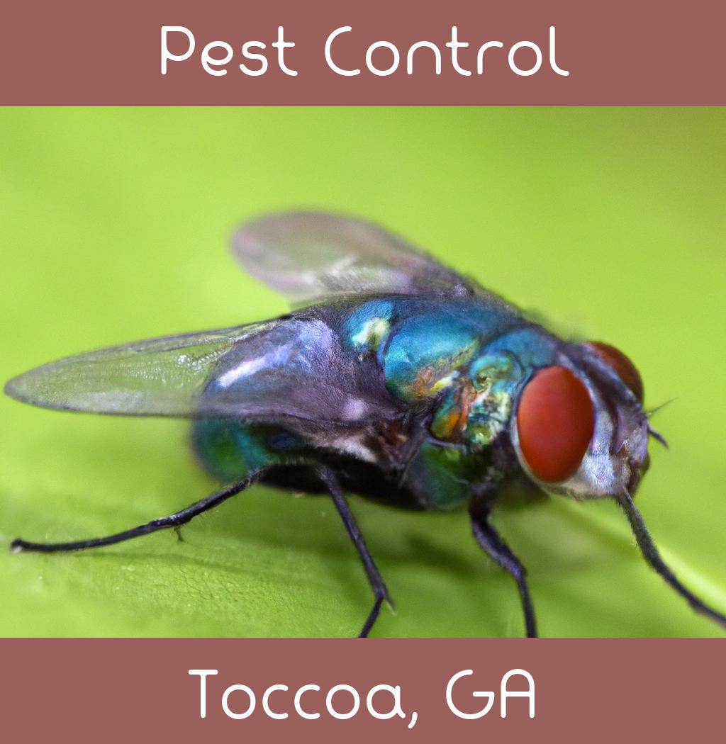 pest control in Toccoa Georgia