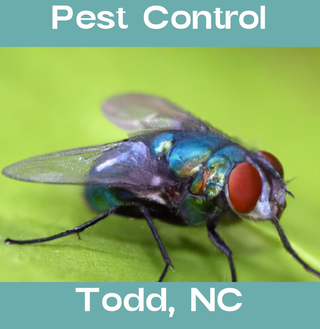 pest control in Todd North Carolina