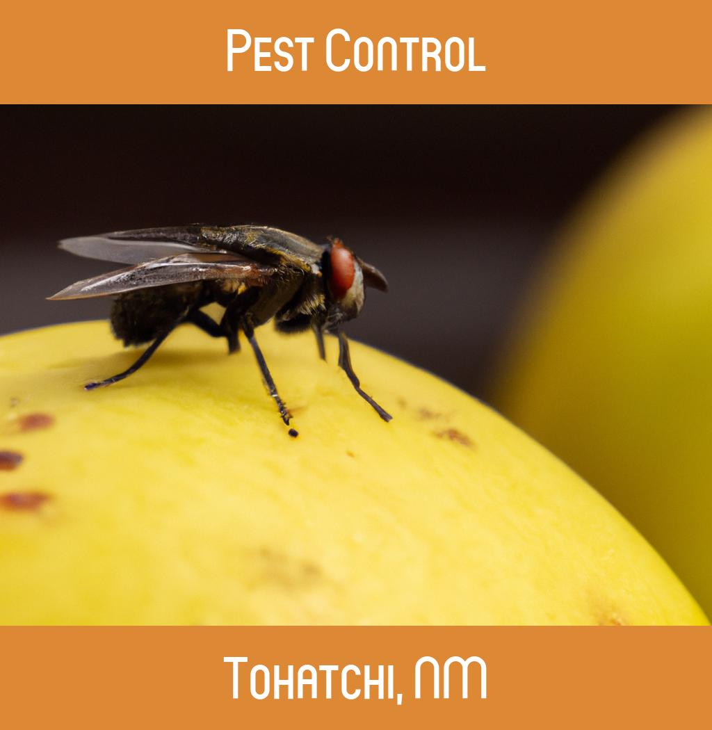 pest control in Tohatchi New Mexico
