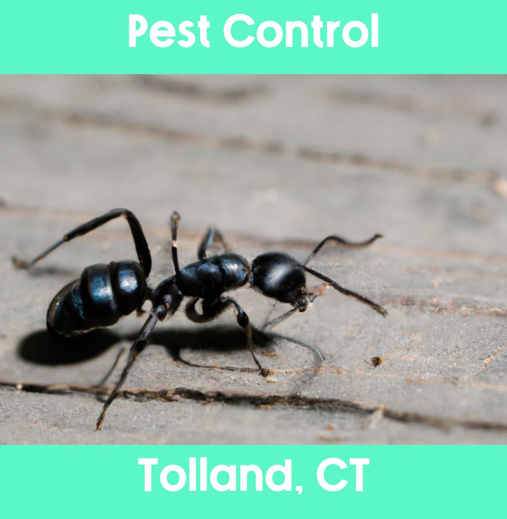 pest control in Tolland Connecticut