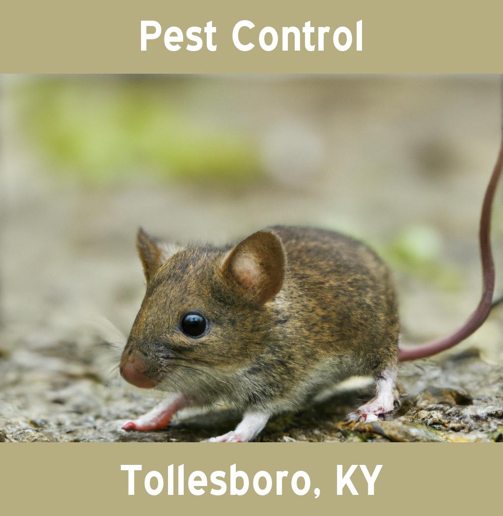 pest control in Tollesboro Kentucky