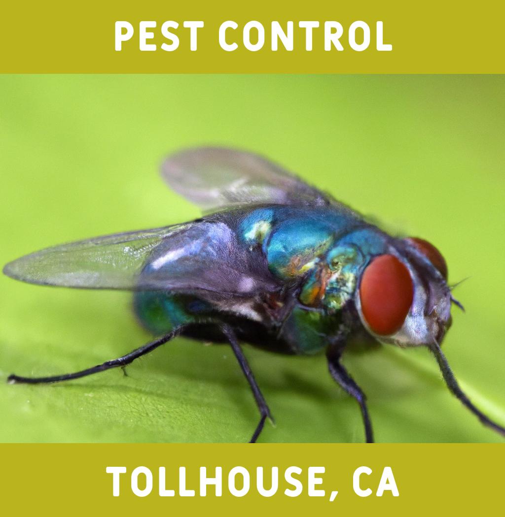 pest control in Tollhouse California