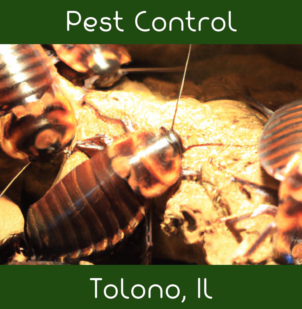 pest control in Tolono Illinois