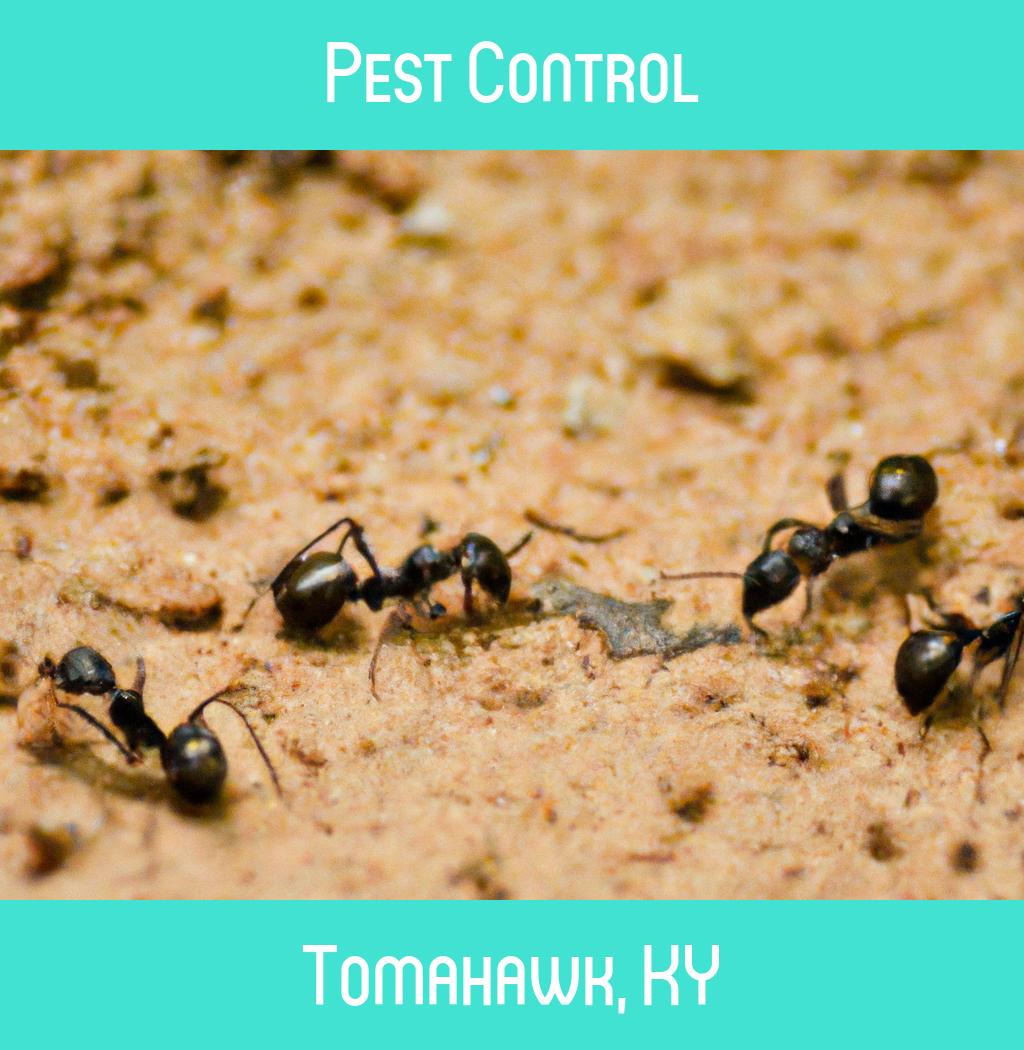 pest control in Tomahawk Kentucky