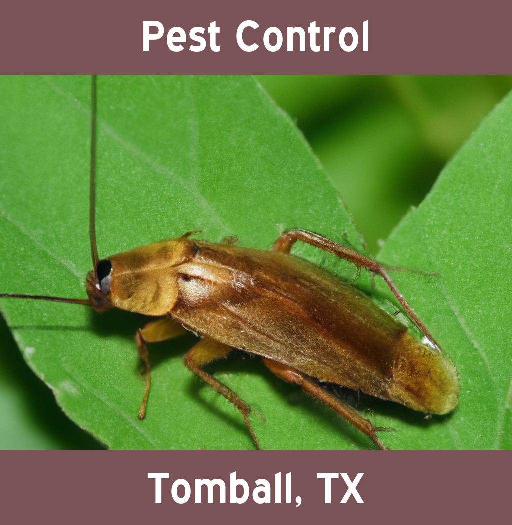 pest control in Tomball Texas