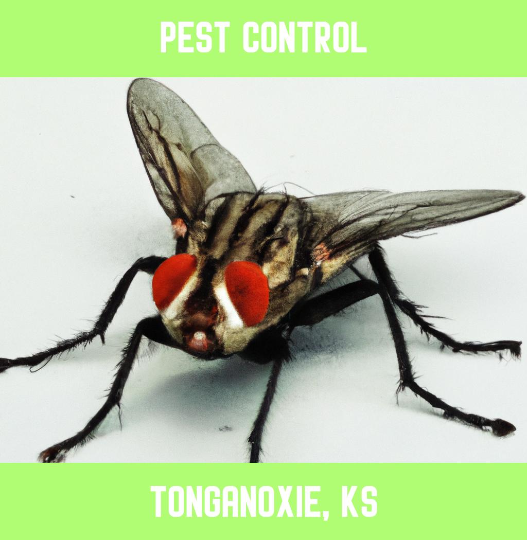 pest control in Tonganoxie Kansas