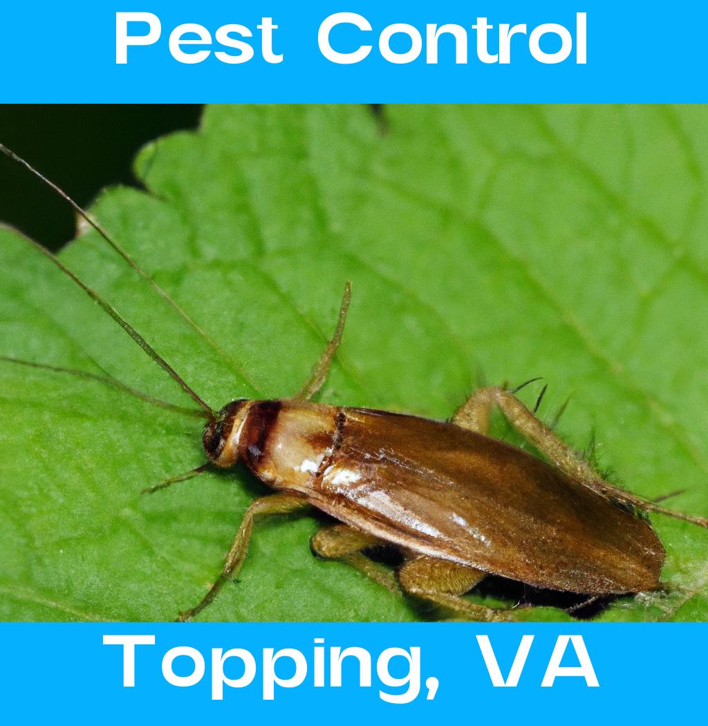 pest control in Topping Virginia
