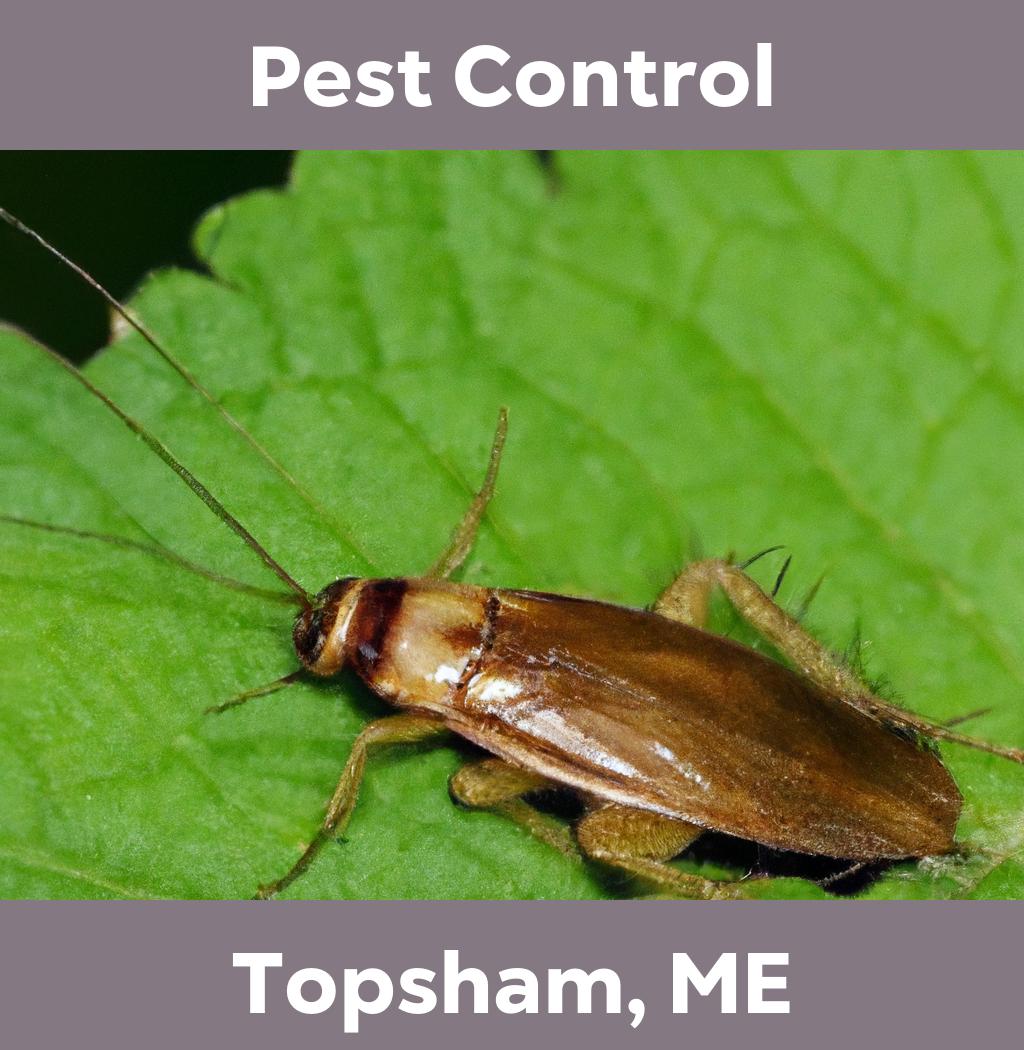 pest control in Topsham Maine