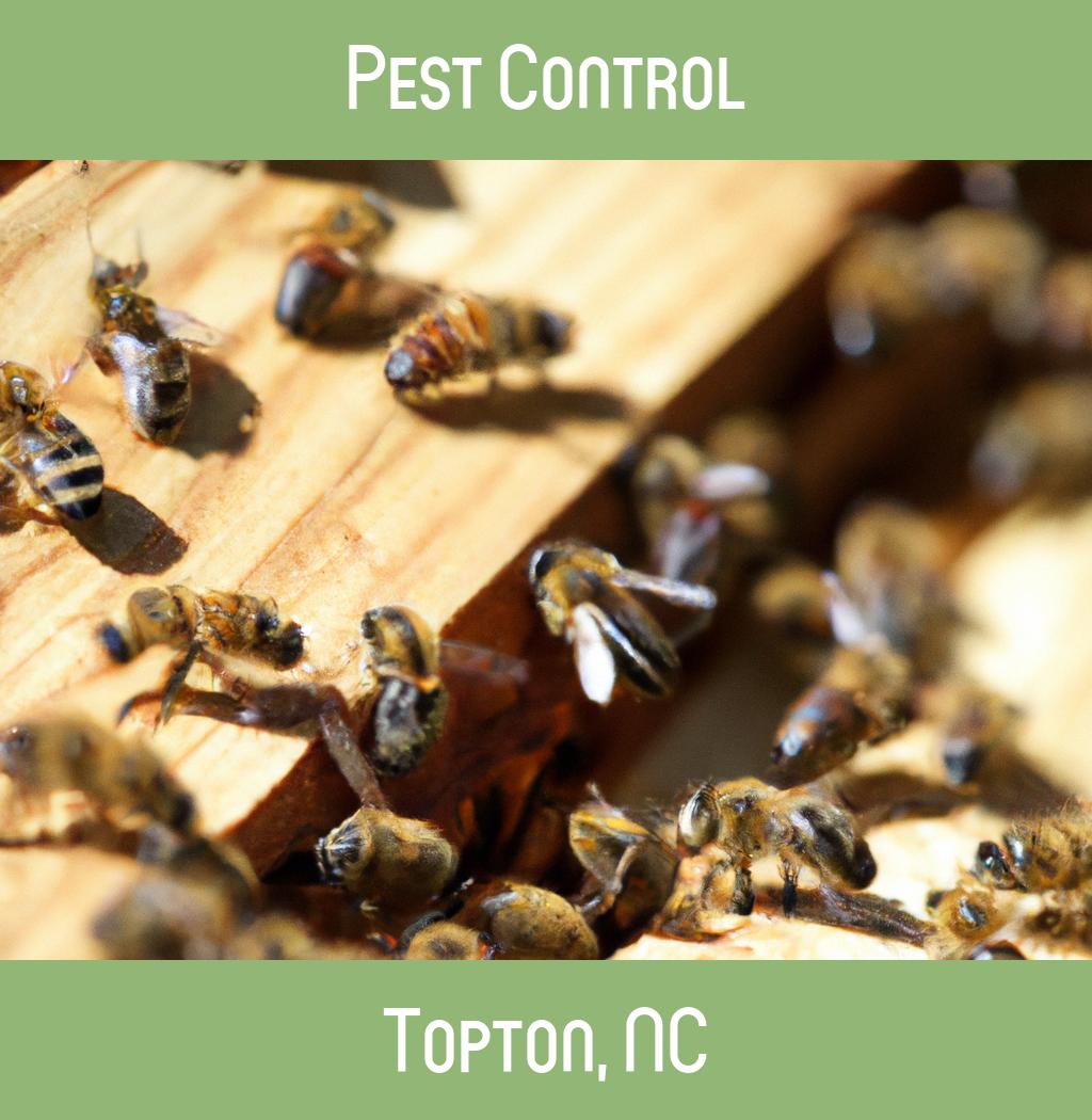 pest control in Topton North Carolina