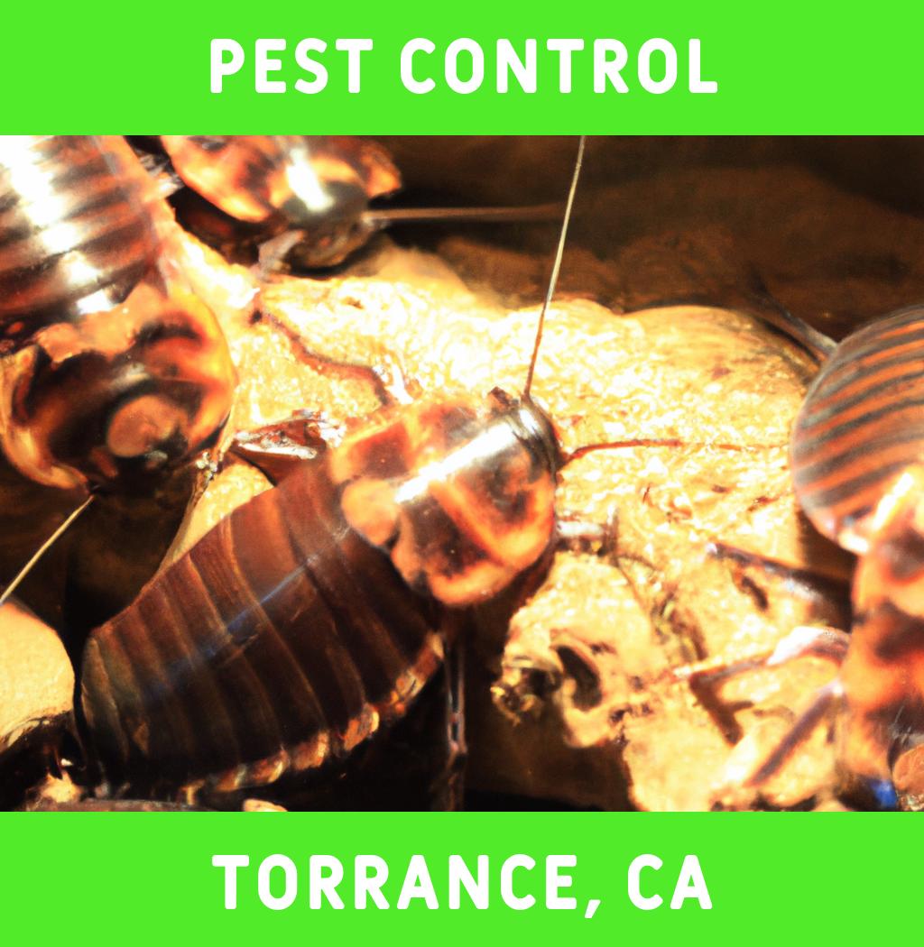 pest control in Torrance California