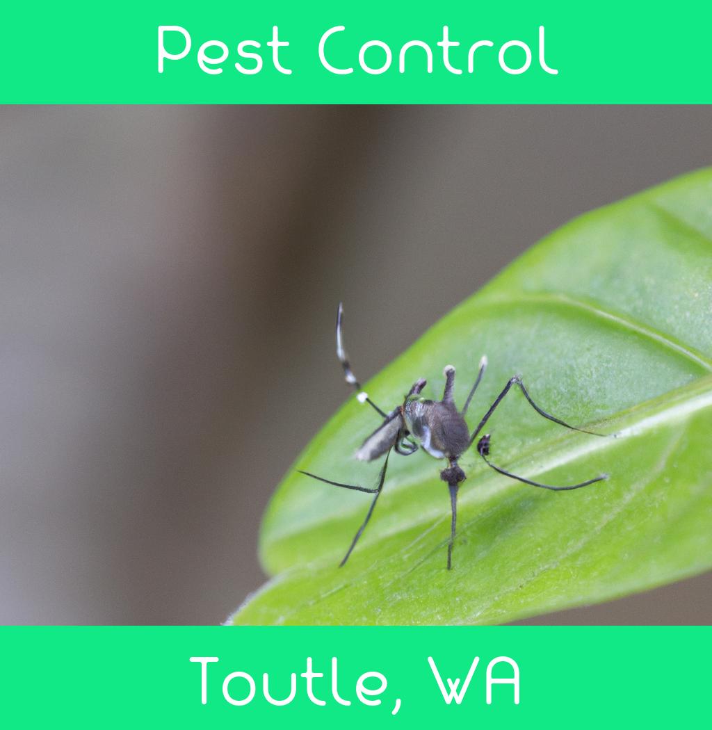 pest control in Toutle Washington