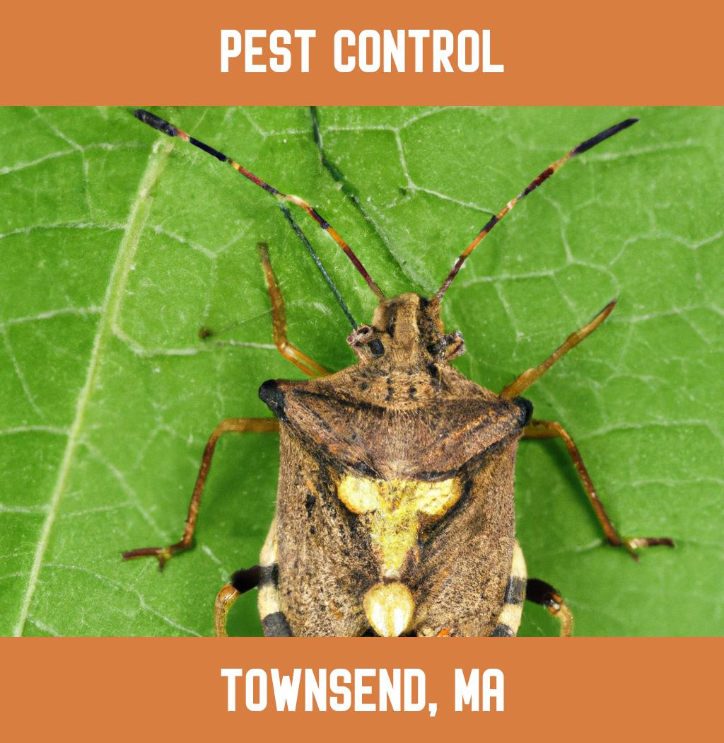 pest control in Townsend Massachusetts