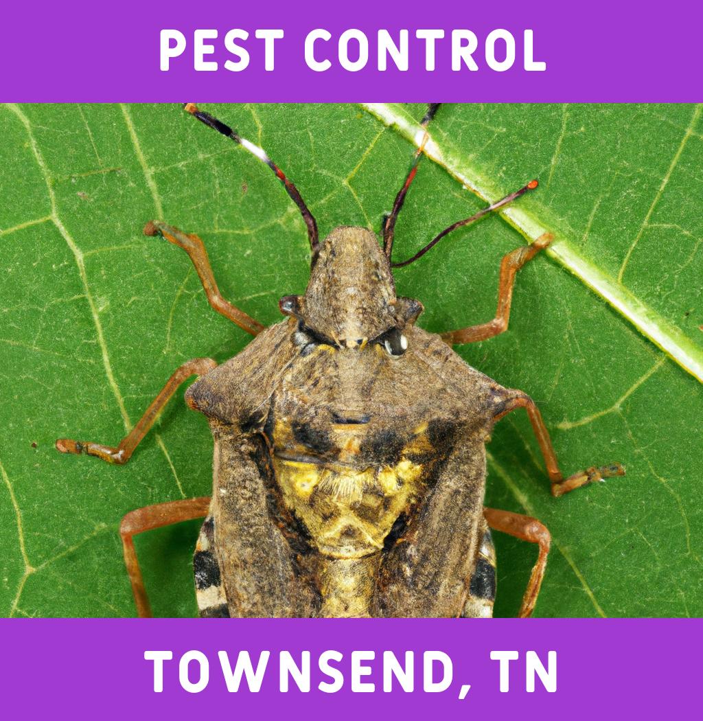 pest control in Townsend Tennessee