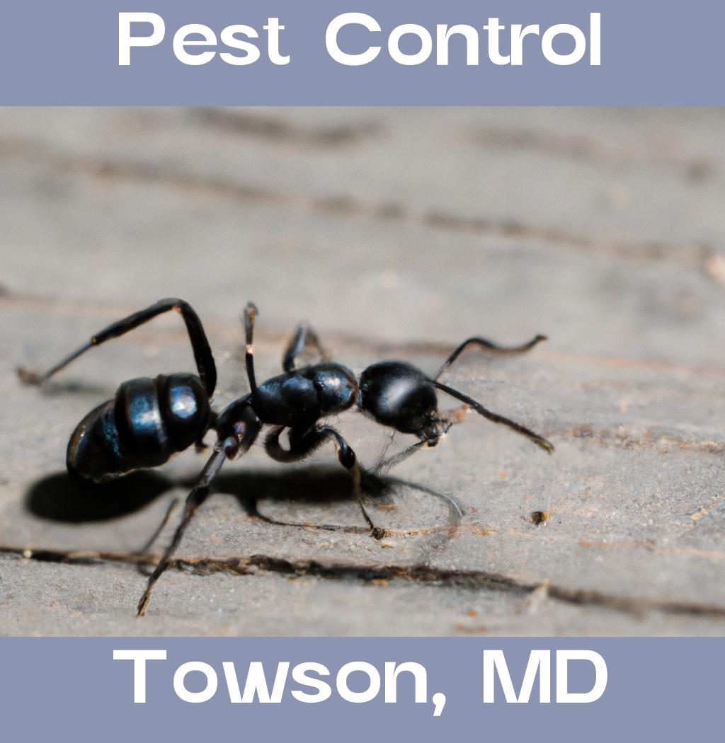 pest control in Towson Maryland