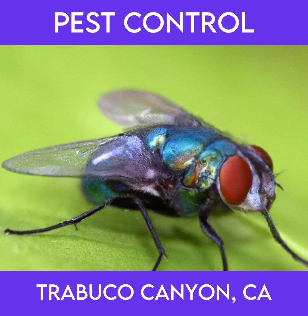 pest control in Trabuco Canyon California