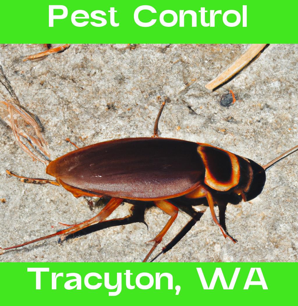 pest control in Tracyton Washington
