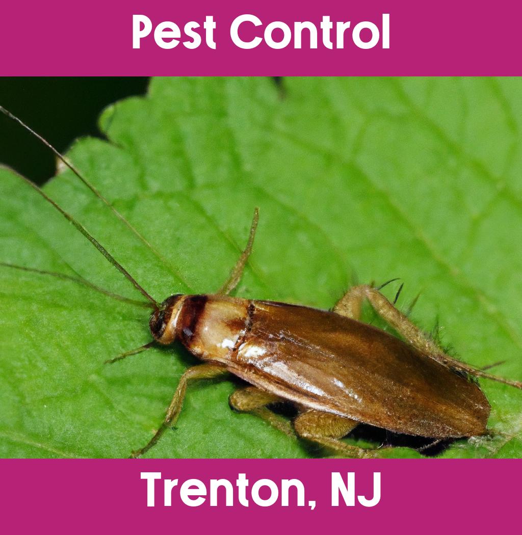 pest control in Trenton New Jersey