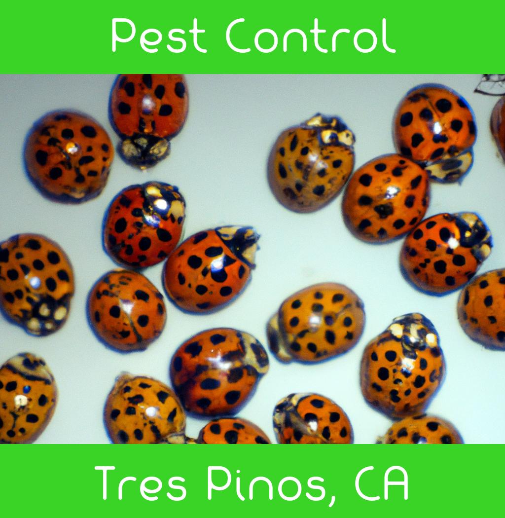 pest control in Tres Pinos California