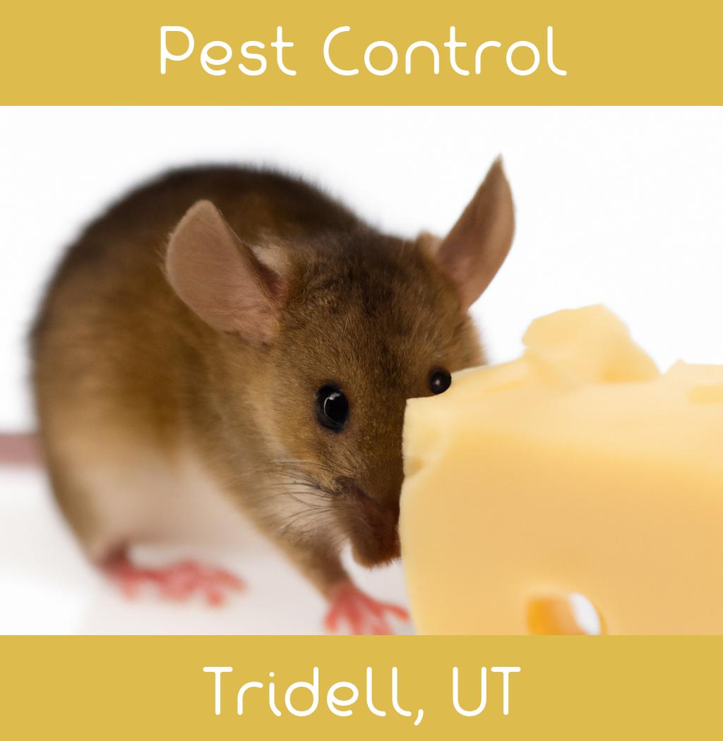 pest control in Tridell Utah