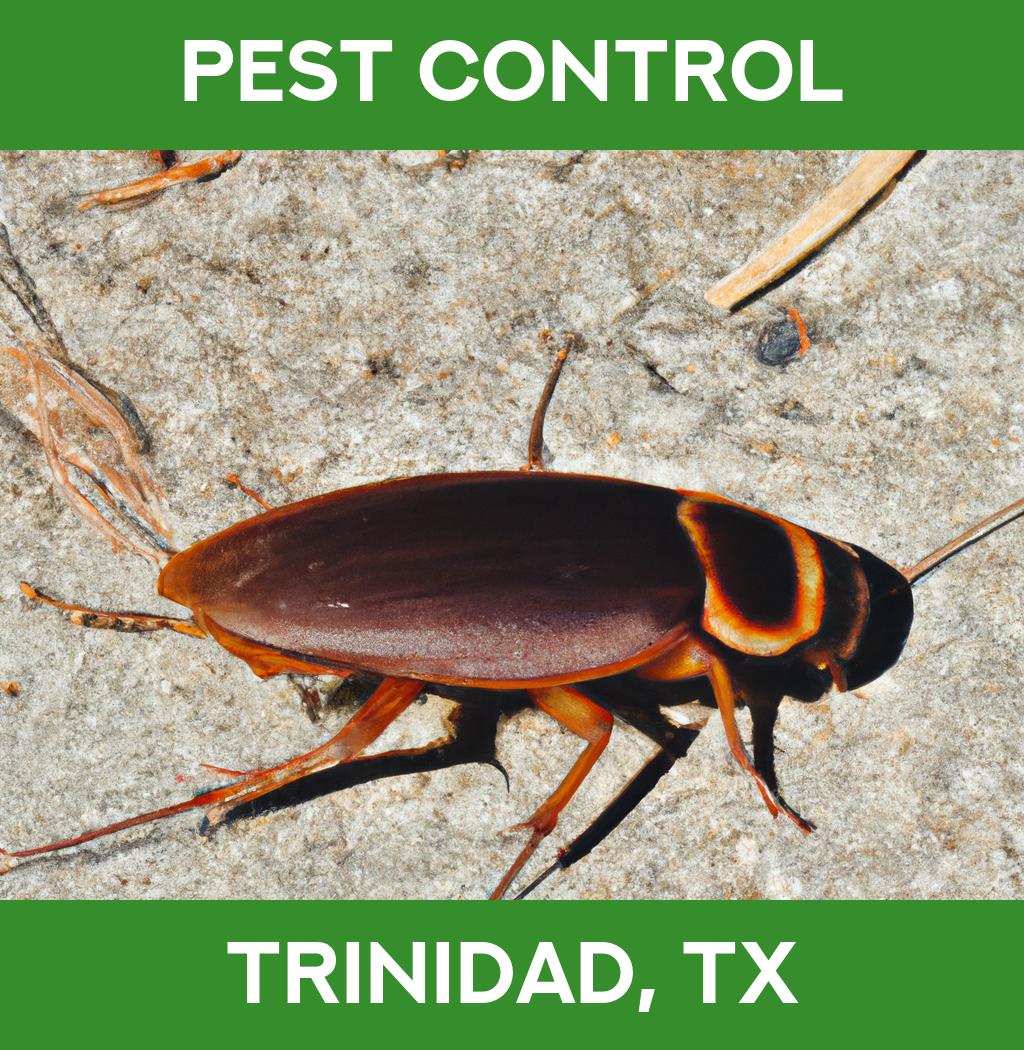 pest control in Trinidad Texas