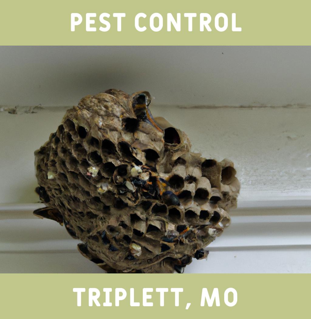 pest control in Triplett Missouri