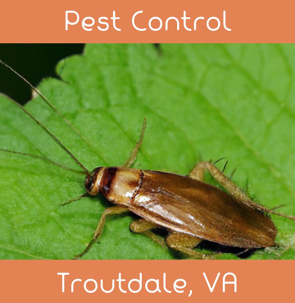 pest control in Troutdale Virginia