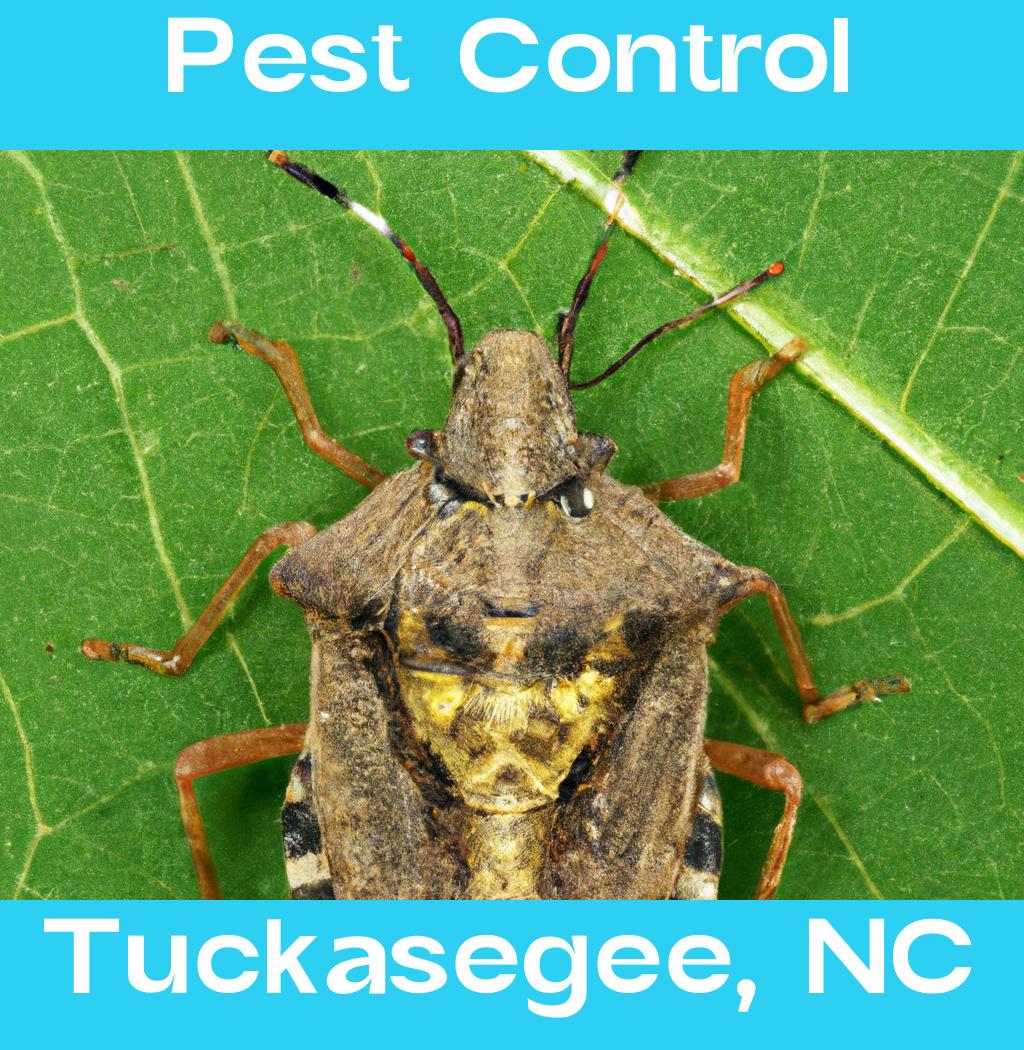 pest control in Tuckasegee North Carolina