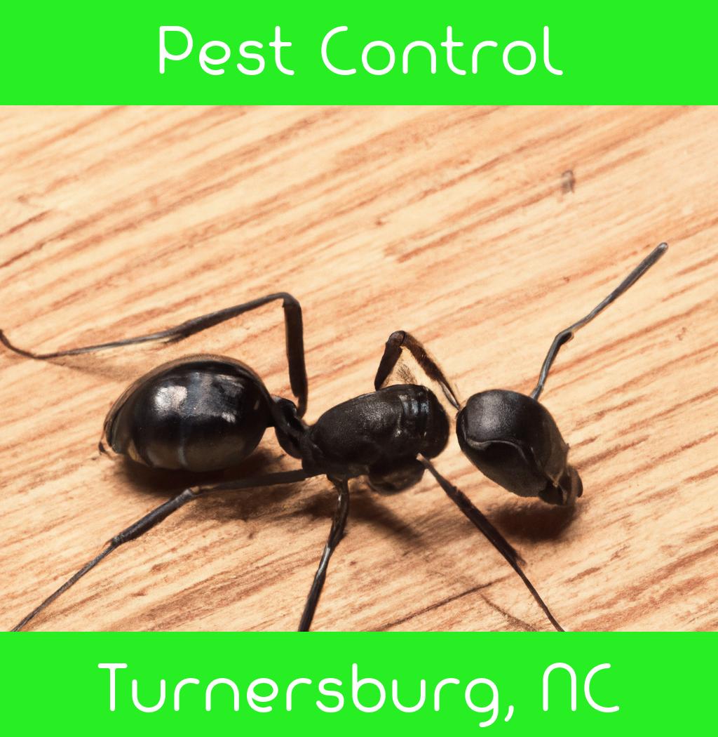 pest control in Turnersburg North Carolina