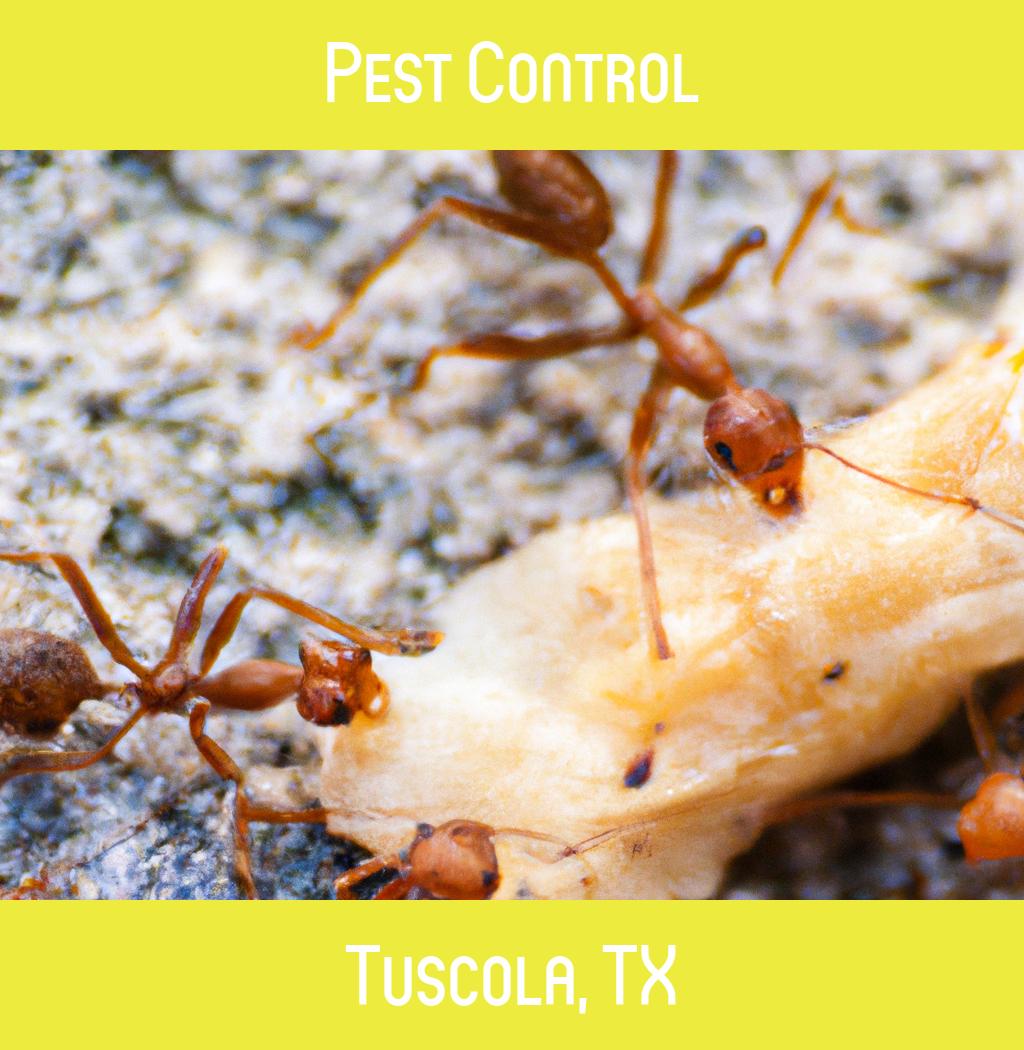 pest control in Tuscola Texas