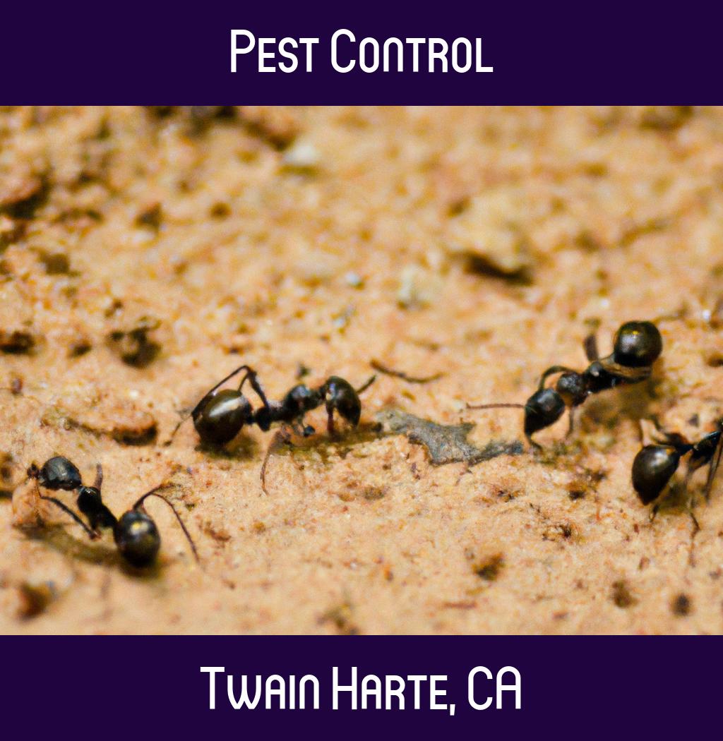 pest control in Twain Harte California