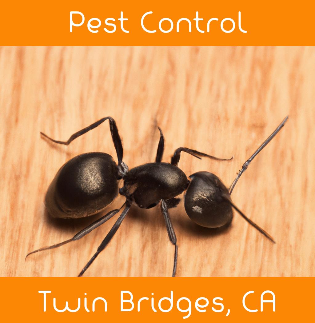 pest control in Twin Bridges California