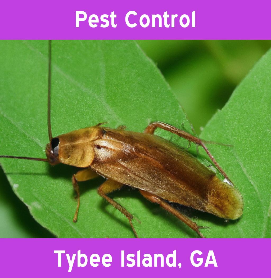 pest control in Tybee Island Georgia