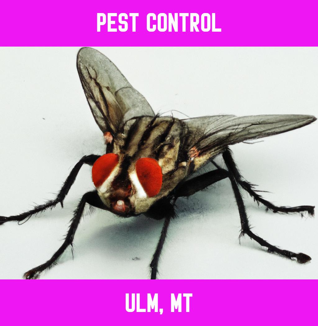 pest control in Ulm Montana